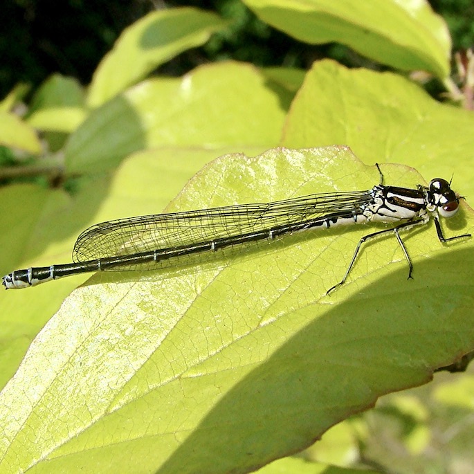 azure female green form